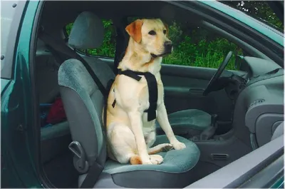 Produktbild von Beeztees Geschirr/ Autosicherheitsgeschirr - Hundegeschirr - M