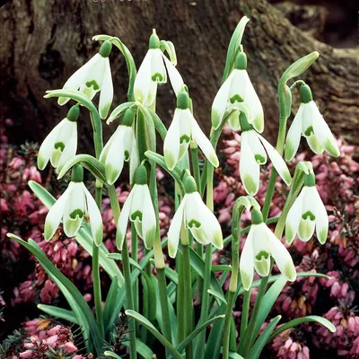 Zdjęcie produktu dla Galanthus - Przebiśnieg Viridi-apice 3 szt. Cebulki Cebule Kwiatów