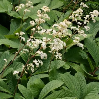 Image de 6 x Sureau - Rodgersia sambucifolia | pot 9cm x 9cm