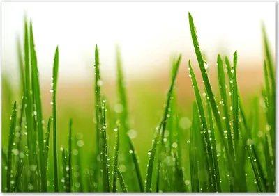 Produktbild von Tulup® Glas-Bild - 100 x 70 - Wandbild aus Glas - Wandkunst - Wandbild hinter gehärtetem Sicherheitsglas - Blumen & Pflanzen - Gras - Grün