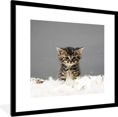 Produktbild von MuchoWow® Gerahmtes Poster Katze - Kätzchen - Federn 40x40 cm - Poster mit Schwarzem Bilderrahmen Wandposter Rahmen Foto Bilder - Poster - Plakat im Rahmen