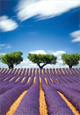 Produktbild von Wallario Poster - Abstraktes lila Blumenfeld mit Lavendel, Kunstdruck Größe: 70 x 100 cm
