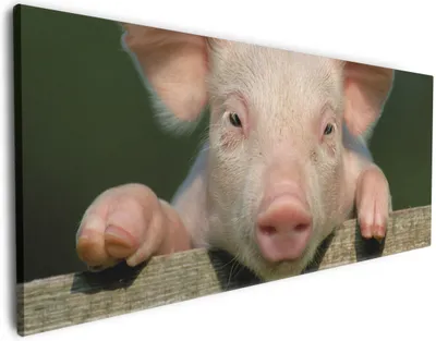 Produktbild von Wallario Premium Leinwandbild Süßes Ferkel auf dem Bauernhof in Nahaufnahme in Größe 80 x 200 cm