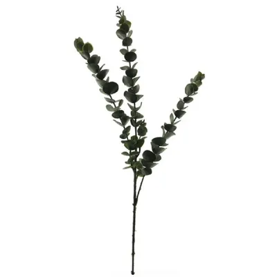 Produktbild von Eukalyptus, Grün, 74 cm lang, 259596