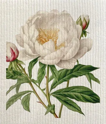 Produktbild von Spülstrich "Pfingstrosen & Rosen"