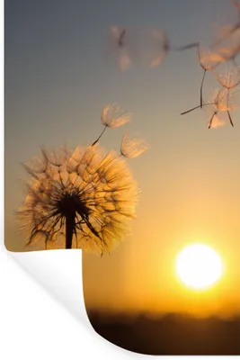 Produktbild von MuchoWow® Wandtattoo Wandsticker Wandaufkleber Löwenzahn - Sonne - Sonnenuntergang 80x120 cm Selbstklebend und Repositionierbar - Repositionierbar - Wasser abweisend