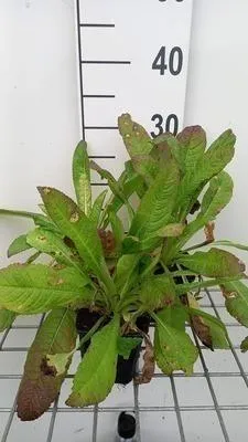 Obrázok produktu pre 6 x Dipsacus fullonum - Dipsacus - kvetináč 9 x 9 cm