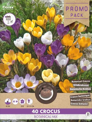 Artikelbild 1 von 'Krokus Botanisch Mischung (40 Stück)' aus der Kategorie Krokuszwiebeln