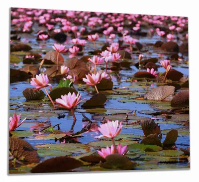 Produktbild von Wallario Herdabdeckplatte aus Glas, Größe 60 x 52 cm 1-teilig, Motiv Seerosenlandschaft mit rosa Blüten