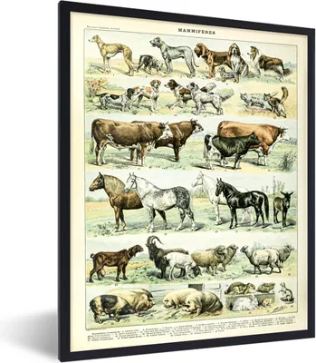 Produktbild von MuchoWow® Gerahmtes Poster Tiere - Pferde - Illustration - Vintage - Adolphe Millot 60x80 cm - Poster mit Schwarzem Bilderrahmen Wandposter Rahmen Foto Bilder - Premium - Wanddeko Wohnzimmer
