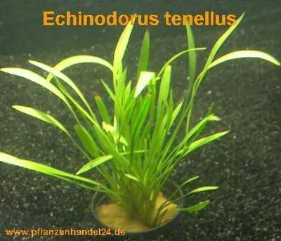 Produktbild von 1 Topf Echinodorus Tenellus, Wasserpflanze
