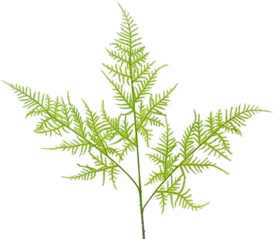 Produktbild von Künstlicher Asparagus Zweig 85cm Grün