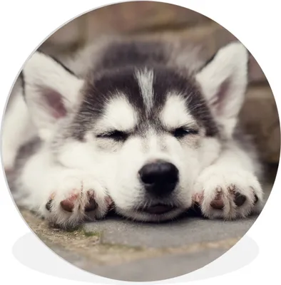 Produktbild von MuchoWow® Rundes Wandbild - Runde Bilder Husky-Welpe schläft Ø 60 cm Kreis Wanddekoration Kunststoff - Wandkreis - Wandschmuck - Wand Kreis - Das Schlafzimmer - Die Bilder - Wandmalerei - Kunst für das Haus - das Plastik