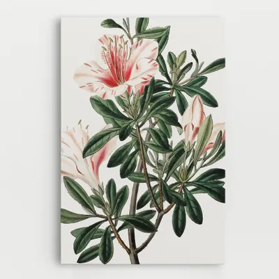 Produktbild von ARTHUB® Leinwandbild 70x100 cm, Exotic White Red | Wohnzimmerdekoration, Hängende Bilder, Wanddekoration, Heimdekoration, Blumen, Exotische Blumen
