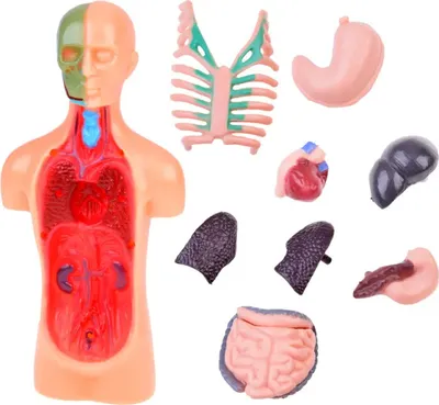 Obrázok produktu pre Anatomický model Ľudské telo, 11 dielov Jokomisiada