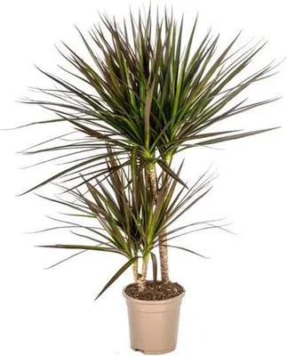Produktbild von Dracaena Marginata Magenta – Drachenbaum – Zimmerpflanze – Ø17cm – ↕50-70cm – Pflegeleichte Grünpflanze mit roten Blatträndern – Luftreinigende Pflanze für Zuhause & Büro