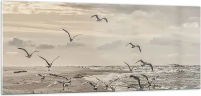 Produktbild von Bilder auf glas - Einteilig - Möwen Küste Boho - 100x40cm - Glasbilder - Wandbilder - Bilder - zum Aufhängen bereit - Wanddekoration aus Glas - Glas Bilder - Wandbild auf Glas - GAB100x40-4723