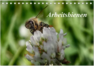 Produktbild von Arbeitsbienen (Tischkalender 2025 DIN A5 quer), CALVENDO Monatskalender