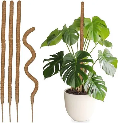 Obrázek produktu pro sada 5 ks kokosových tyčinek 90 cm
