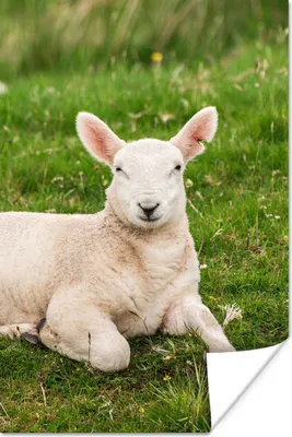 Produktbild von MuchoWow® Poster Schafe - Tiere - Lamm 80x120 cm - Papierdruck