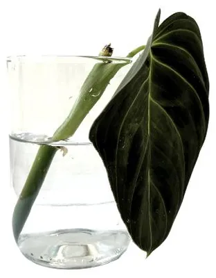 Produktbild von Gardners Philodendron Melanochrysum - Steckling zur Bewurzelung