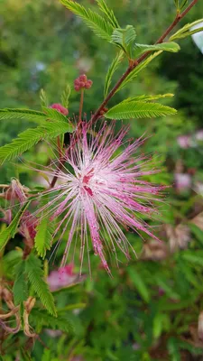 Image de Calliandra surinamensis 'Dixie Pink'