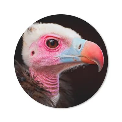 Produktbild von MuchoWow® Mauspad Mousepad Geier - Vogel - Schnabel 40x40 cm - Mousepads - Maus Mat - Pad - Mausunterlage - Schreibtisch Accessoires