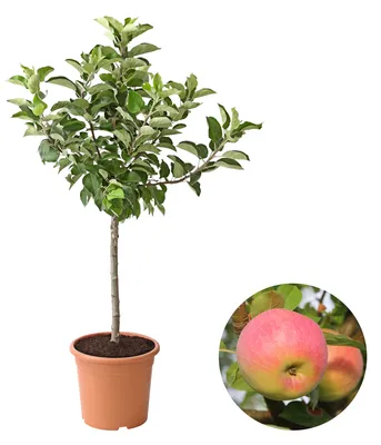 Produktbild von Dehner Zwergapfel Croquella, Malus domestica, mittelgroße aromatische Früchte, ca. 80-90 cm exkl. Pflanztopf, 6l Topf, Obstbaum