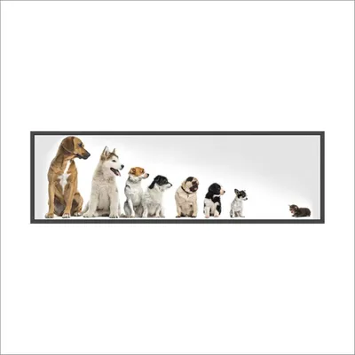 Productafbeelding van SWEETQT Cani Svegli Zelfklevende Wanddecoratie Kat PVC