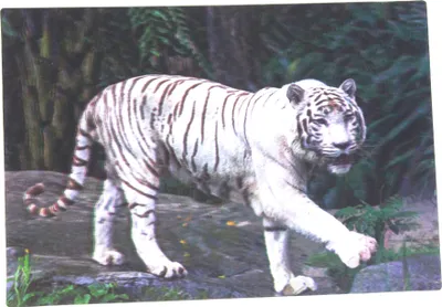 Produktbild von Weiße 3D Postkarte mit Tiger Motiv, 16 x 11 cm
