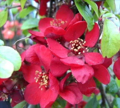 Produktbild von Chaenomeles Crimson and Gold - Japanische Quitte Crimson and Gold 40-60 cm