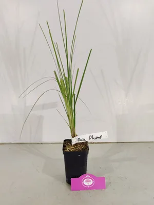 Produktbild von Set mit 4 rosa Pampasgras – Cortaderia Selloana ‚Rose Plume‘ – Höhe 35 cm – 9 cm Topf