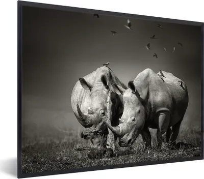 Produktbild von MuchoWow® Gerahmtes Poster Nashorn - Vogel - Tiere - Landschaft - Schwarz und weiß 40x30 cm - Poster mit Schwarzem Bilderrahmen Wandposter Rahmen Foto Bilder - Kunstposter - Wanddekorationen