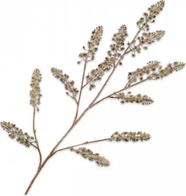 Produktbild von Silk-ka Kunstblume Seidenblume Distelzweig Grün-Creme 116 cm