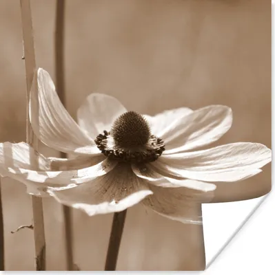 Produktbild von MuchoWow® Poster Blume der Anemone Sepia-Fotodruck 75x75 cm - Wand Dekoration