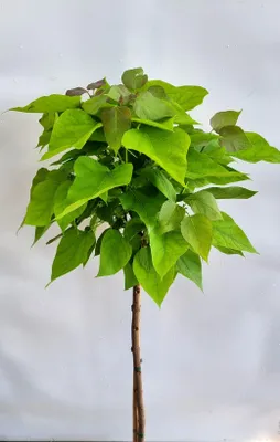Immagine prodotto di Albero a tromba Catalpa bignonioides 'Nana' standard 80 - 100 cm