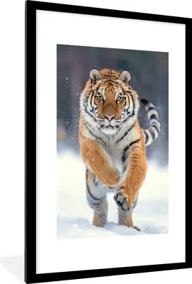 Produktbild von MuchoWow® Gerahmtes Poster Tiger - Landschaft - Schnee - Tiere 60x90 cm - Poster mit Schwarzem Bilderrahmen Wandposter Rahmen Foto Bilder - Dekoration - Wandposter Wohnzimmer - Hochwertig
