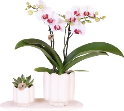Produktbild von Geschenkset Retro White Gibraltar Orchidee Ø9cm + Grünpflanze Ø6cm – 2 weiße Retro-Übertöpfe matt + ovales weißes Tablett – frische Zimmerpflanzen Deko Set vom Züchter