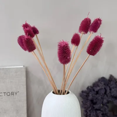 Immagine prodotto di Cardo essiccato - Cardi - 1 stelo (circa 60cm) - Fiore essiccato decorativo in