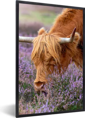 Produktbild von MuchoWow® Gerahmtes Poster Schottischer Highlander - Tiere - Heide 60x90 cm - Poster mit Schwarzem Bilderrahmen Wandposter Rahmen Foto Bilder - Kunst