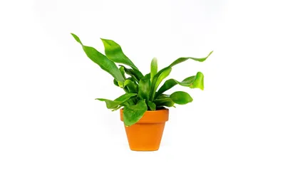 Obrázek produktu pro Gardners Platycerium bifurcatum, průměr 6 cm