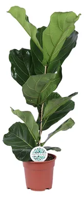 Immagine prodotto di Ficus Lyrata - 50-60cm - Ø17cm - Pianta d'appartamento - Sempreverde