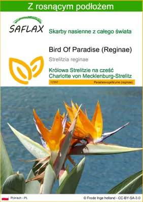 Zdjęcie produktu dla SAFLAX - Bird Of Paradise (Reginae) - 5 Nasiona - Z podłożem uprawowym wolnym od zarazków - Strelitzia reginae