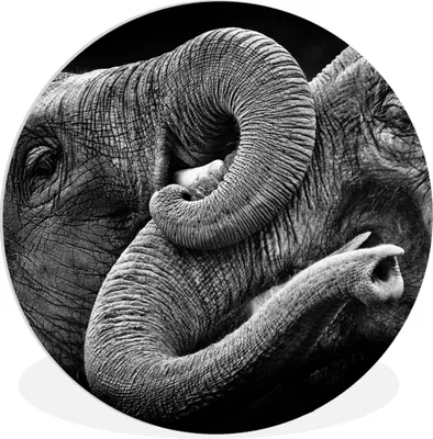 Produktbild von MuchoWow® Rundes Wandbild - Runde Bilder Elefant - Tiere - Schwarz - Weiß Ø 30 cm Kreis Wanddekoration Kunststoff - Wandkreis - Wandschmuck - Schlafzimmer - Bilder - Der Kreis - Kunst für die Wohnung - Plastik - Kunstdruck - Wandbild