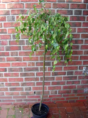 Produktbild von Trauerbirke ‘Youngii’ 160–170 cm – Betula pendula Hängebirke, winterhart, dekorativer Zierbaum für Garten