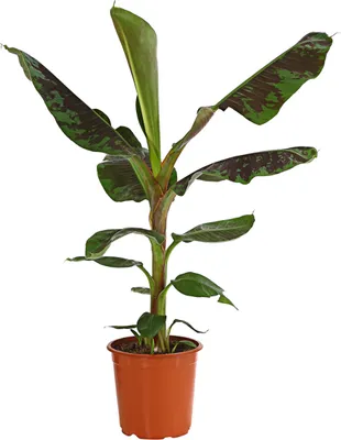 Produktbild von Dehner Banane Dwarf Cavendish, essbare Früchte, ca. 70-90 cm, Ø Topf 21 cm, Zimmerpflanze