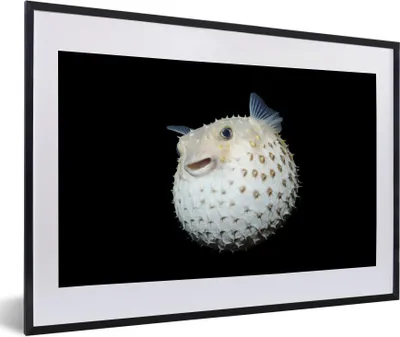 Produktbild von MuchoWow® Gerahmtes Poster Fische - Meerestiere - Porträt 60x40 cm - Poster mit Schwarzem Bilderrahmen Wandposter Rahmen Foto Bilder - Schlafzimmer - Plakat in Rahmen - Drucken