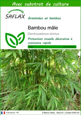Image de SAFLAX  - Bambou mâle - 50 graines - Avec substrat - Dendrocalamus