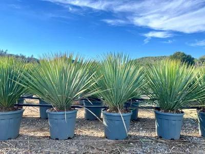 Obrázok produktu pre Sunny Tree - Yucca Rostrata Blue Blue - palma - 100 cm