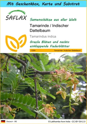 Produktbild von SAFLAX - Geschenk Set - Tamarinde / Indischer Dattelbaum - 4 Samen - Mit Geschenk- / Versandbox, Versandaufkleber, Geschenkkarte und Anzuchtsubstrat - Tamarindus indica